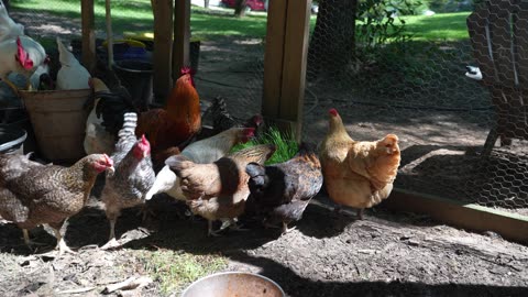 Are chickens amused by the same things as human children? Like a "fort?"