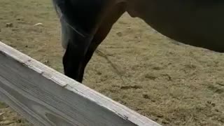 Horses playing with girl