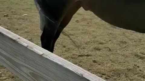 Horses playing with girl