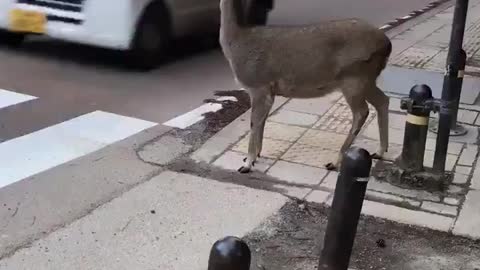 Adorable deer waiting for traffic