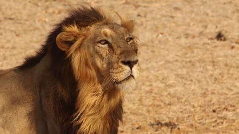 lion asiatique inde lion mammifère faune sauvage