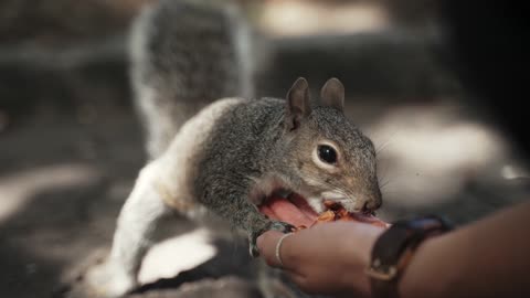 Squirrel: Taking Care to Eat in Hand