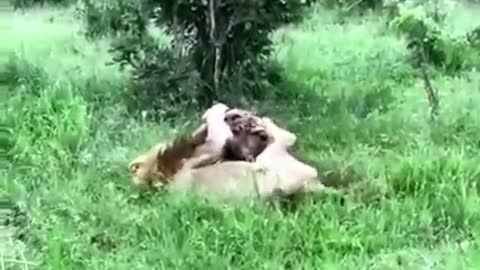 Lion looses battle to hyena