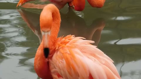 Orange Flamingo Birds