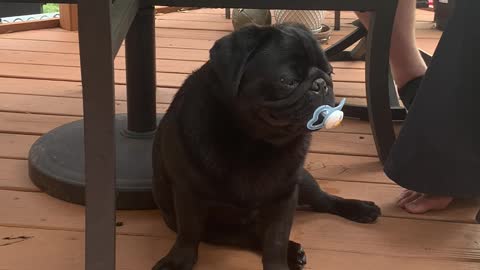 Pug With A Pacifier