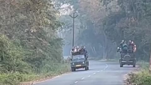 Tiger spotted at dhela jhirna road jim corbett national park #shorts