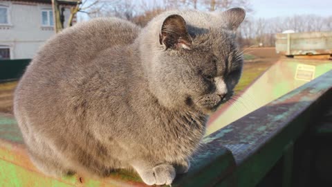 cute grey cat in sunlight