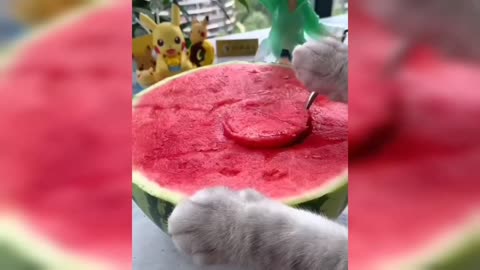 oddly satisfying video with Cook cat