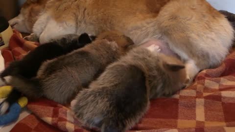 Young puppies breastfeed from the mother