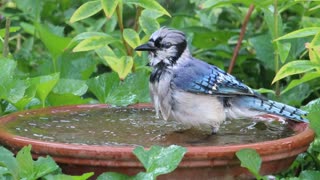 Blue Jay Quick Bath