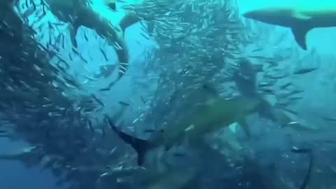 Shark dinner