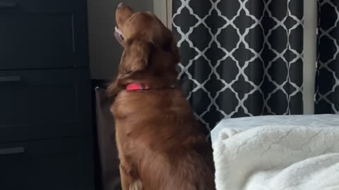 Golden Retriever Watches TV With Giant Rabbit