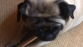 Melon the Pug chews a bone bigger then her body