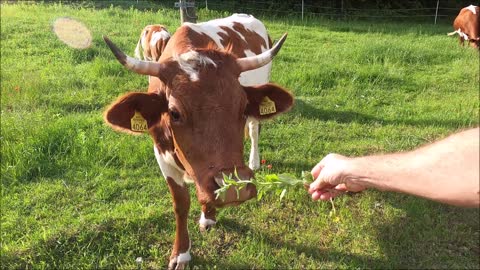 Person Feeding a Cow