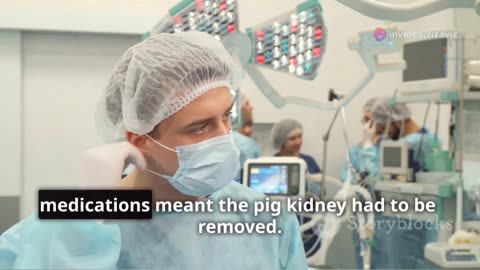 Brave Woman's Journey: Pig Kidney Transplant