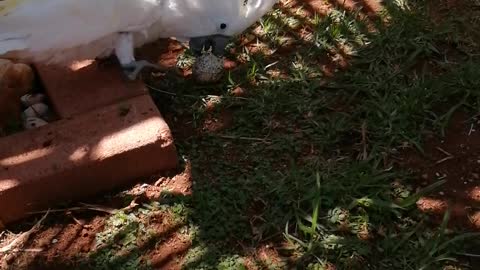 Parrot Plays with a Couple of Pups