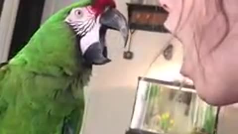 Parrot Imitates Woman