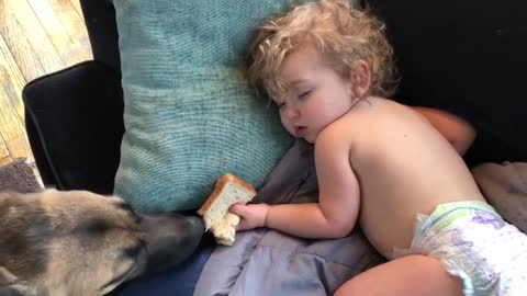 Dog carefully steals a sandwich from a sleeping baby screen