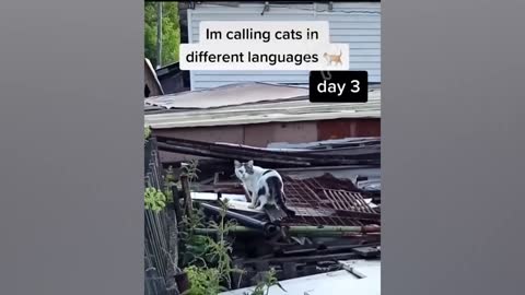 BEST CAT MEMES COMPILATION OF 2020 Part 6