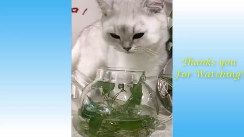 Cats funny videos