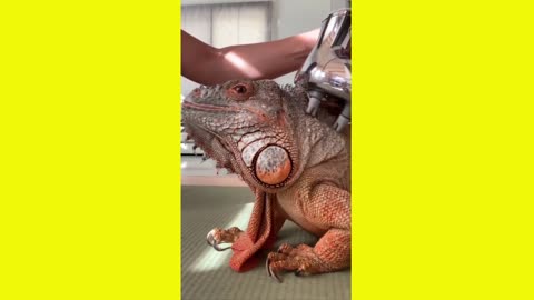 Iguana getting massage