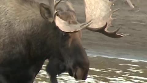 Big Yukon Bull Moose Walking in the River!