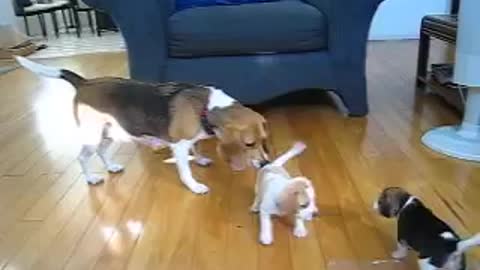 Playing with mom