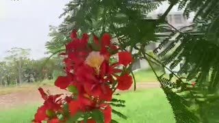 Red flowers with green leaves