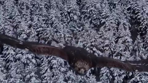 Drone Down: Epic Eagle Knockout Caught on Camera