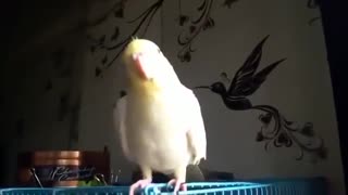 Happy Cockatiel | Whistling in Good Mood