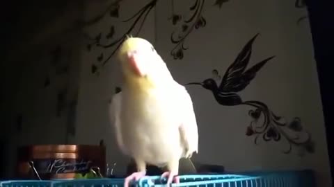 Happy Cockatiel | Whistling in Good Mood