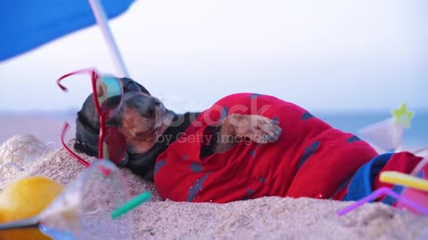 funny dog on beach