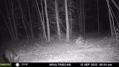 Fox on Trail Camera