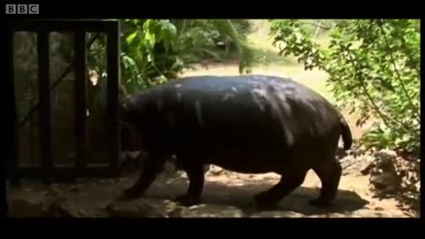 Daredevil Cuddles With Giant Hippo | Deadly 60 | BBC Earth