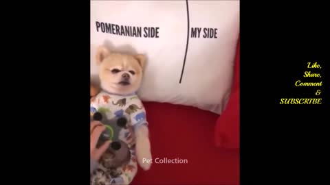 Cute And Funny Pet Videos Compilation #8 ♥ Funny Dog Videos - Baby Dogs #5