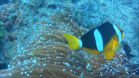 I dive with friends full of the richness of Bali's marine life in Sanur