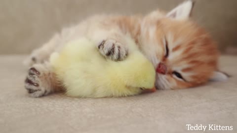 The British Shorthair kitten sleeps sweetly with a tiny chicken. So cute