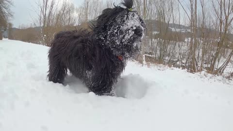 A Black Shaggy Dog Playing with Snow