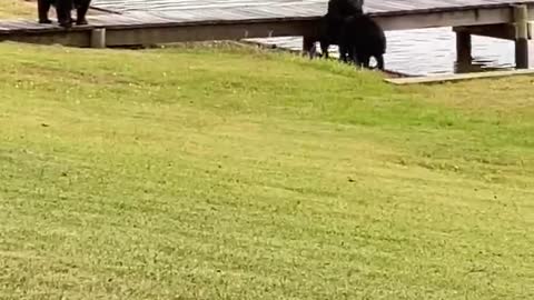 Bear Cubs Playing by the Pier