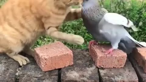 Funny cat dog new video 2023