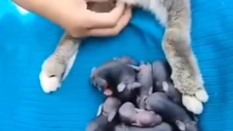 Animal giving birth