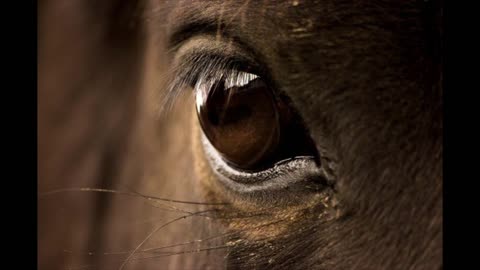 Healing Prayer for Horse's Eye