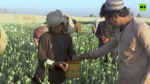 Gli afghani raccolgono il primo raccolto di papavero da oppio dal ritorno dei talebani nella provincia di Helmand(vi è realizzato il 42% della produzione mondiale), nonostante gli impegni dei talebani a combattere la coltivazione dell'oppio