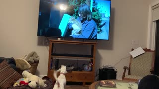 barking at dogs on TV