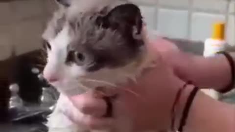 cats crying in the bathroom funny animals cats//🤣🤣//#cats #meow #monkey #dog #cateating #catslepping