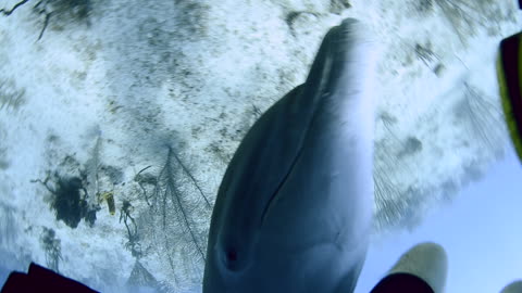 Aggressive Dolphin Trying to Court Diver