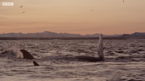 Whales and Orcas Feed Together | BBC Earth