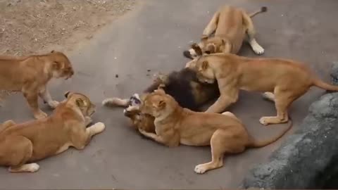lioness attack male lion #lionnews #malelion #WildLif3