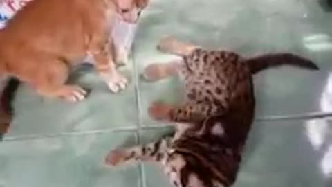 The difference between a bobcat and an ordinary cat