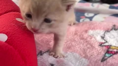 Video cute cats... 🐱🐱🐱